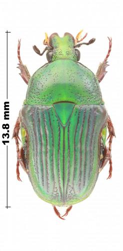 Réf. 255 817 : Pyrrhopoda marginata